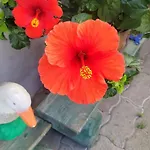 Bed & Breakfast La Maison Des Cigognes Hesingue