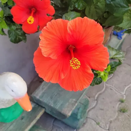 Bed & Breakfast La Maison Des Cigognes Hesingue