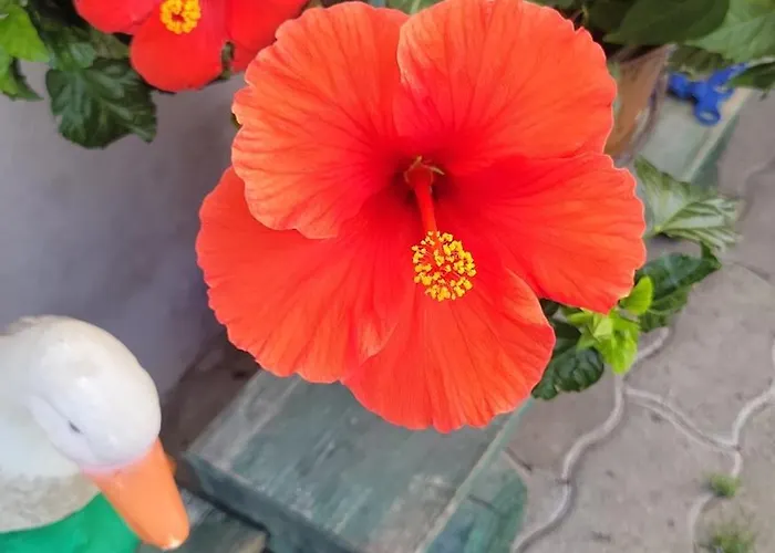 Bed and breakfast La Maison Des Cigognes Hesingue